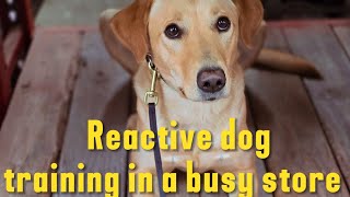 Is your dog REACTIVE  you NEED to watch this [upl. by Eberta383]