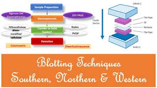 Blotting Techniques  Southern Northern and Western Blotting  Principle Types and Methods [upl. by Nyltak973]