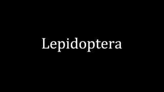 How to pronounce Lepidoptera [upl. by Parthenia]