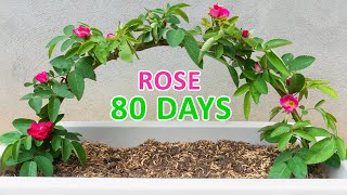 The secret to propagating roses from branches at home  Easy  Cheap [upl. by Nwahsav630]