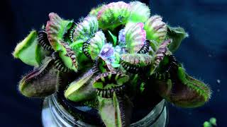 PlantH11 Cephalotus Hummers Giant  biweekly maintenance – 10624 [upl. by Dis65]