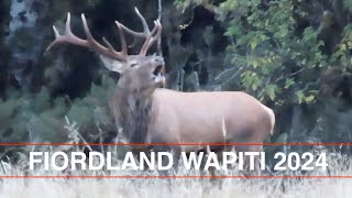 Fiordland Wapiti Madness Best Deer Hunt Ever Lower Glasnock 2024 Hunting NZ Hunting New Zealand [upl. by Reppiks]