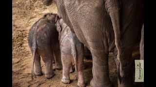 Té schattig duo Onze twee babyolifantjes zij aan zij [upl. by Ronaele]