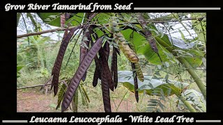 Grow River Tamarind  White Lead Tree Seeds Leucaena leucocephala [upl. by Kiyohara]