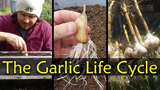 The Garlic Life Cycle  Garden Quickie Episode 24 [upl. by Cecil]