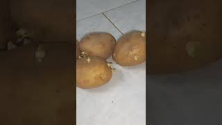 How to sprout potatoes easily [upl. by Francyne]