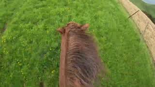 Removing the halter and going a tackless gallop on my horse in a Santa suit GO PRO raw footage [upl. by Riatsila]