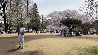 Wong Ngapak mlakumlaku nang Taman Sakura Jepang pas Hanami sakura reels japan indonesia [upl. by Mendelson]