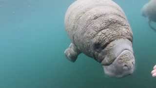 Curious Baby Manatee [upl. by Munson944]