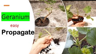 How to PROPAGATE GERANIUMSPelargoniumGeranium stem cuttinggrow [upl. by Erb]