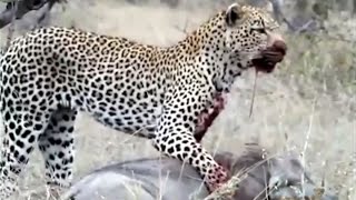 Attractive Leopard kills Warthog Amazing  World of Animals [upl. by Havelock277]