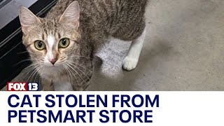 Cat stolen from Puyallup PetSmart adoption center  FOX 13 Seattle [upl. by Jarita]