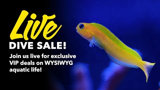 LiveAquaria® Live Dive Sale – 03042024 [upl. by Legnaros736]