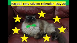 Christmas Advent Calendar Day 20 Living with Ragdolls [upl. by Liman]