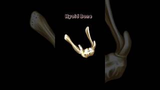 Structure Of Hyoid Bone shorts medical study [upl. by Botsford]