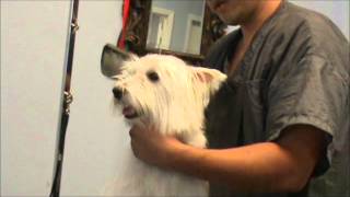 Grooming a Nervous Westie West Highland Terrier [upl. by Norha]