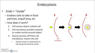 Endocytosis and exocytosis [upl. by Mannos]