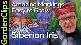 Siberian Iris  Iris sibirica  How to grow Siberian Iris  Easy and Care Free Flowering Perennial [upl. by Hagi]