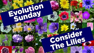 Evolution Sunday  Consider The Lillies [upl. by Chandal]