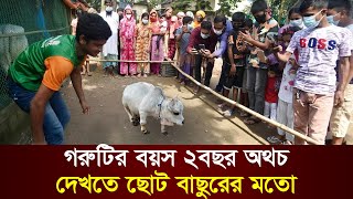 বিশ্বের সবচেয়ে ব্যতিক্রম ও অদ্ভূত গরু  Strangest cow in the world [upl. by Utica]