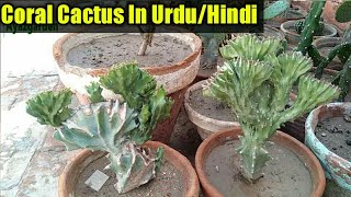 Euphorbia Lactea Coral Cactus Care in Urdu Hindi [upl. by Inaboy835]