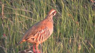 Red legged partridgeAlectoris rufa in SerenaExtremadura [upl. by Ahsinawt]