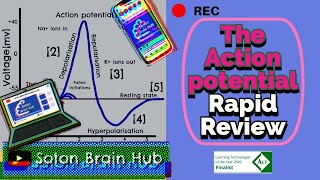 The Action Potential Rapid Review [upl. by Ayekat]