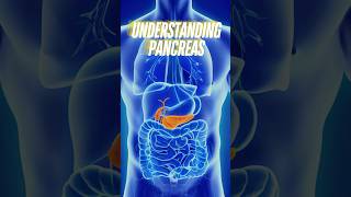 Understanding the Pancreas Endocrine amp Exocrine Functions [upl. by Gobert]