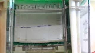 SDSPAGE Electrophoresis of Sheep Blood Protein [upl. by Hutchins]