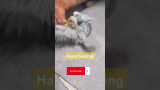 Hand Feeding Time handfeedingbirds birds lovebirdsbudgies shorts parrot [upl. by Oynotna]