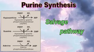 Purine Synthesis  Salvage pathway  purines nucleotides [upl. by Airotnahs]