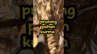 pruning pohon kurma emang bisa shorts tahukahkamu viralshort [upl. by Steep]