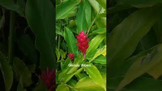 Alpinia purpurea jahemerah tanamanrimpang ensiklopediatanaman botanical [upl. by Yadseut]