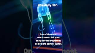 Box Jellyfish [upl. by Atiuqan288]