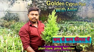 Golden Cyprus plant wholesale rate mein cyprus gardening trendingvideo plants [upl. by Terti]