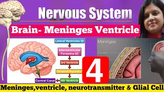 Meninges Ventricles Neuralgia Neurotransmitter amp Brain And Spinal Cord  Parts Of Brain [upl. by Analahs]