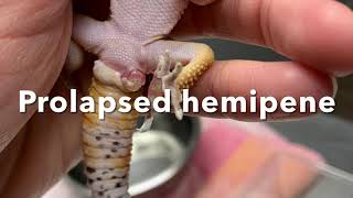 Prolapsed hemipene in a leopard gecko is carefully replaced [upl. by Patterman]