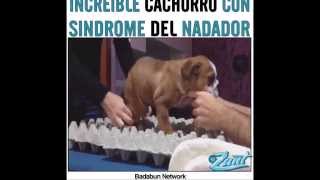 Cachorro con sindrome del nadador  Swimmingpuppy syndrome [upl. by Groves]