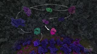 Glycolysis  HHMI BioInteractive Video [upl. by Bohon]