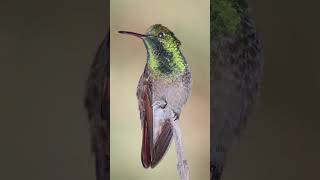 Berylline hummingbird  beautiful birds of world [upl. by Atsylac]