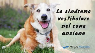 La sindrome vestibolare del cane anziano [upl. by Ettenyl]