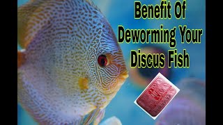 Deworming My Discus Fish  Benefit Of Deworming Your Discus Fish [upl. by Etnad]