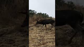 This buck is out cruising looking for those sent checking the ground [upl. by Angell]