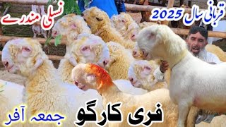 11 tarikh 2024 Pure Kake Bille Top quality Mundre Nadi Farm Breed  asadandbabaazizgoatfarm dgk [upl. by Arramas354]