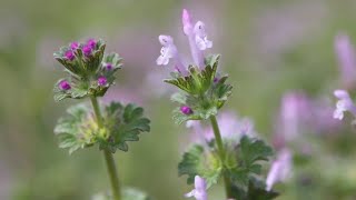 Noticing more purple weeds around Wichita this year Youre not the only one [upl. by Nauqad493]