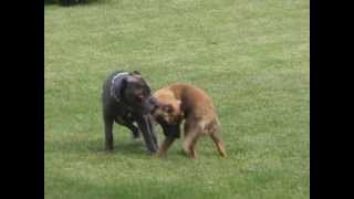 Neapolitan Mastiff Vs German Shepherd [upl. by Elisee641]