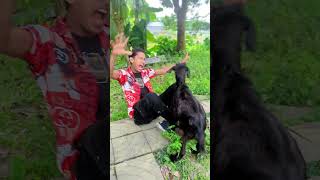 short Comedy Video  Best Funny Video short [upl. by Berty]