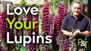 How to Love Your Lupins  Pots amp Trowels [upl. by Lauter453]