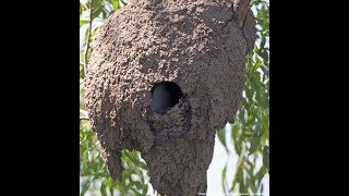 Termites Kookaburras and Kingfishers [upl. by Yauqaj]