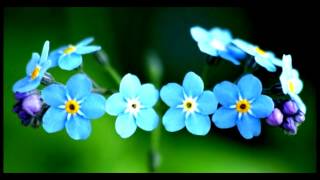 Tu jardín Flor quotNo me olvidesquot myosotis [upl. by Moule276]